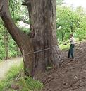 Measuring a Bald Cypress Tree